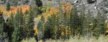 Fall trees